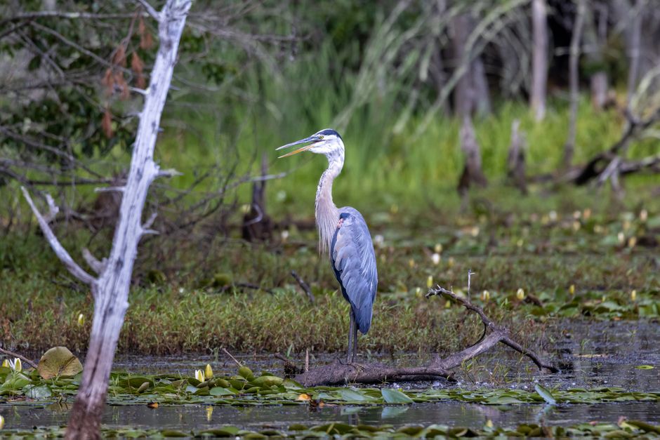 A heron standing upright in a shallow pond surrounded by water lilies and aquatic plants, with a background of blurred trees and foliage. The heron has a long, slender neck, a sharp yellow beak, and g