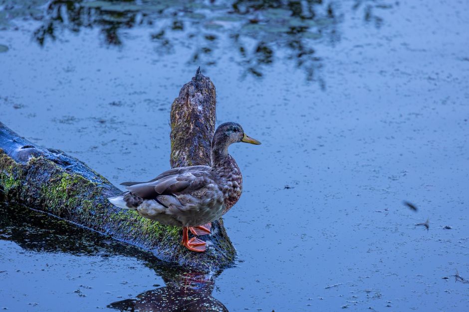 A duck standing on a moss-covered log in a pond, with its body facing to the left and head turned slightly toward the water. The log extends from the lower left corner into the water, which has a blue tint and reflects the sky. Surrounding the log, there are small ripples and submerged vegetation visible beneath the surface. The duck has brown and grey feathers, with brighter orange webbed feet visible as it stands on the log. In the background, the pond continues with gentle waves and floating debris, creating a natural setting. This scene is part of a photograph associated with house removals and relocation services by Man with Van Sudbury, illustrating the importance of careful handling and transportation of items during a home move, similar to the detailed packing and loading process involved in furniture transport and verging procedures, as described on the Sudbury local council rules for verge and kerbside removals page.