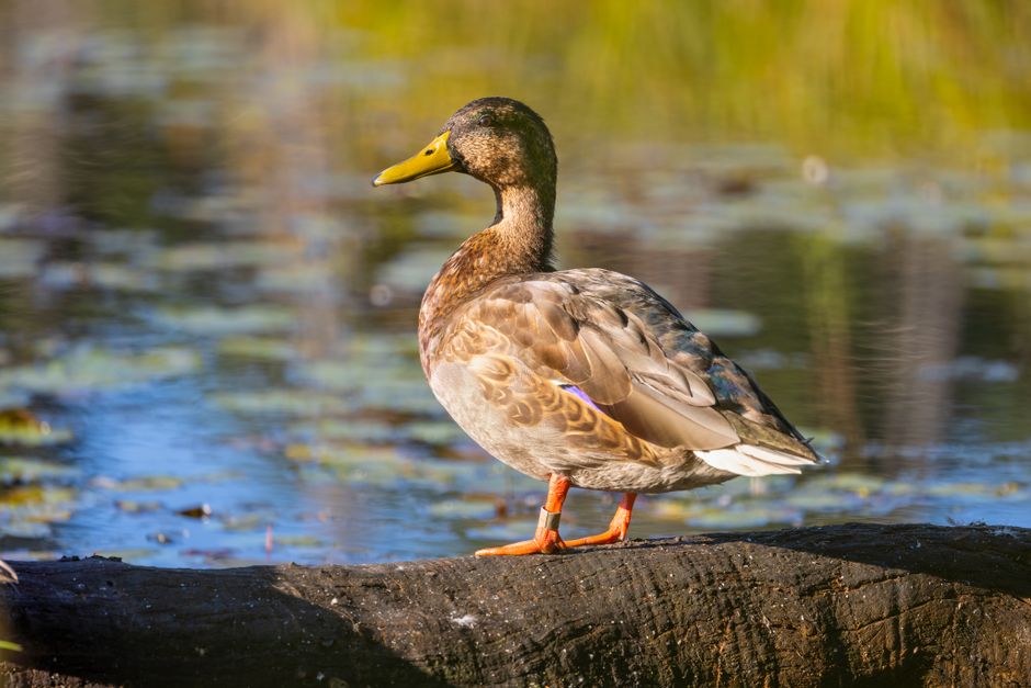 A close-up image of a mallard duck standing on a dark, textured log that is positioned along the edge of a body of water. The duck's body is turned slightly to the right, with its head facing forward and its beak pointing to the left. The duck has a distinctive yellow beak, a dark brown head, and a mottled brown and beige body with lighter and darker feather patterns. Its bright orange legs and webbed feet are visible, gripping the log. The background consists of calm water with gentle ripples, reflecting soft, natural light and blurred hints of green and yellow foliage, suggesting an outdoor environment typical for outdoor house removals or packing and moving activities carried out near natural settings. This setting captures a peaceful moment in a natural habitat, suitable for illustrating logistical considerations in relocation projects or the careful handling of fragile items requiring transport in outdoor environments, as promoted by companies like Man with Van Sudbury.
